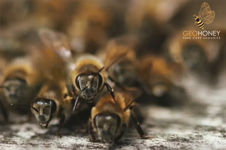How honeybees identify and respond to their dead mates, and their intricate communication and social behaviour within their colonies.